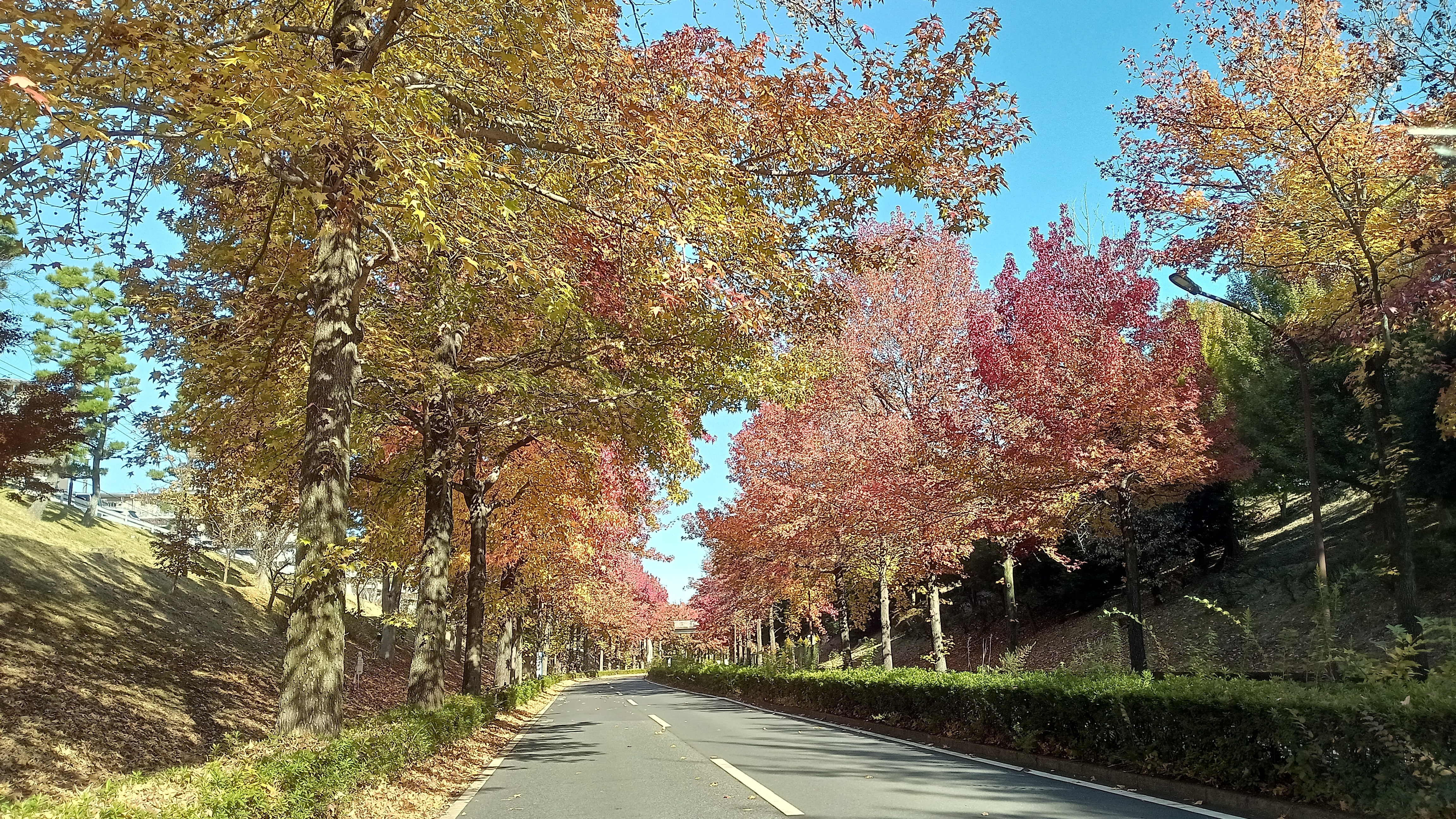 HONDA    ｽﾃｨｰﾄﾞ 400   車検ほぼ満ﾀﾝ   ｶｽﾀﾑﾍﾞｰｽ に     現状優先    ﾉｰｸﾚ＆ ﾉｰﾘﾀ    値下げ交渉、配送不可    成立しました HONDA ｽﾃｨｰﾄﾞ 400 車検ほぼ満ﾀﾝ ｶｽﾀﾑﾍﾞｰｽ に 現状優先 ﾉｰｸﾚ＆ ﾉｰﾘﾀ