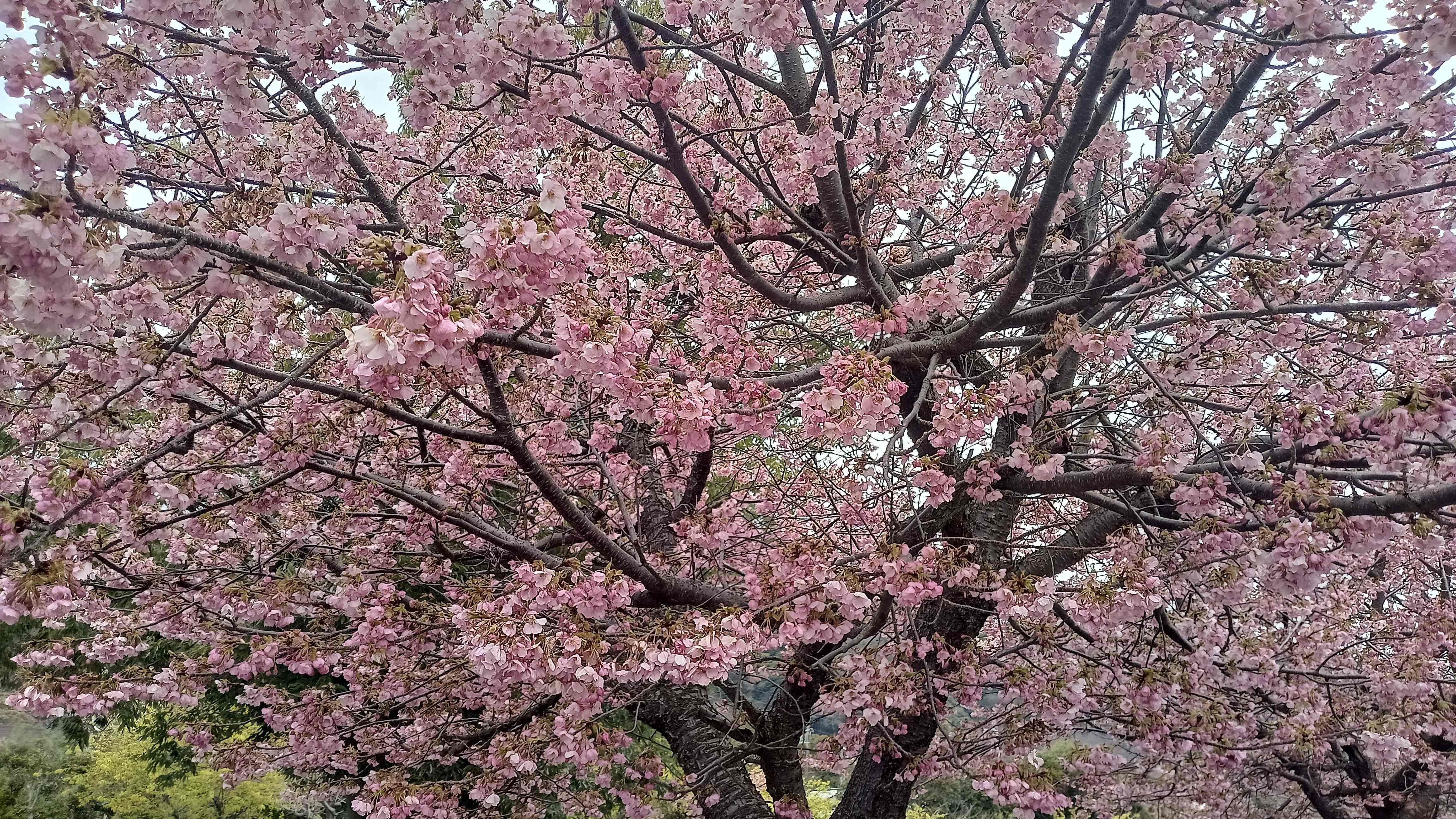 医院通信｜クロスガーデンデンタルクリニック｜東京都多摩センター